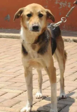Cachorro raça SRD idade 2 anos nome VICTOR