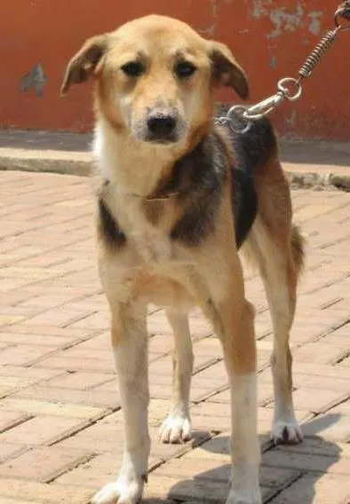 Cachorro ra a SRD idade 2 anos nome VICTOR