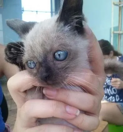 Gato ra a não sei  idade Abaixo de 2 meses nome Luiza