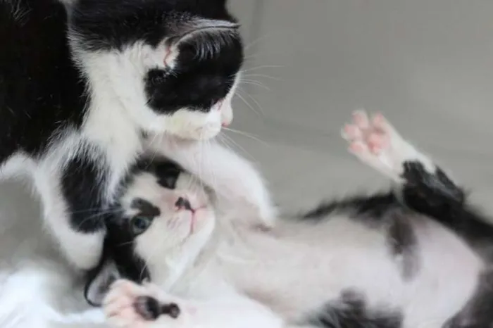 Gato ra a  idade 2 a 6 meses nome Filhotes