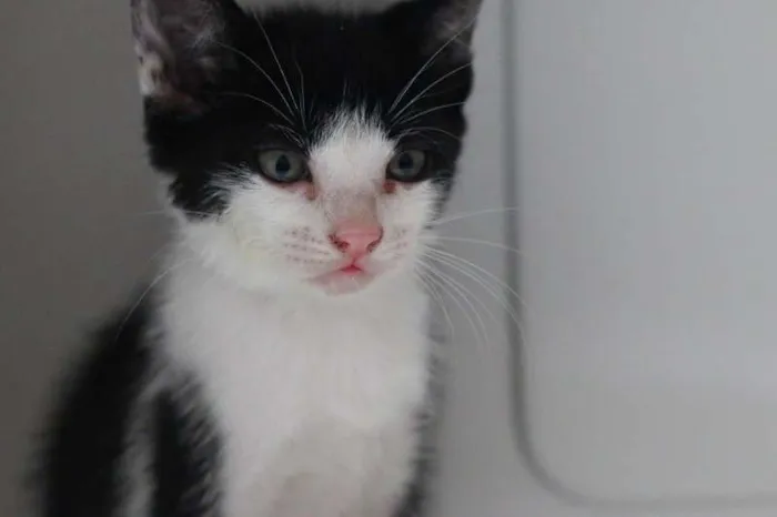 Gato ra a  idade 2 a 6 meses nome Filhotes