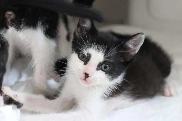 Gato ra a  idade 2 a 6 meses nome Filhotes