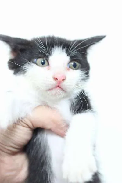 Gato ra a  idade 2 a 6 meses nome Filhotes