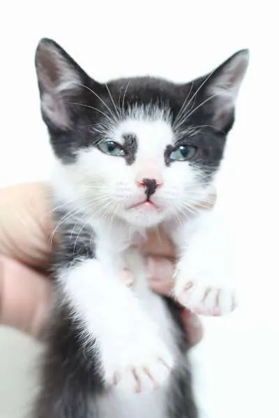 Gato ra a  idade 2 a 6 meses nome Filhotes
