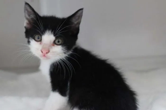 Gato ra a  idade 2 a 6 meses nome Filhotes
