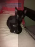 gatinhos
