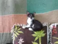 gatinhos