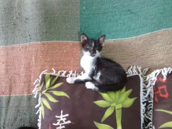 Gato ra a vira-lata idade 2 a 6 meses nome gatinhos