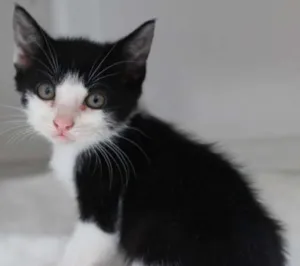 Gato raça  idade 2 a 6 meses nome Filhotes