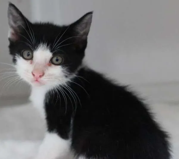 Gato ra a  idade 2 a 6 meses nome Filhotes