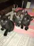 gatinhos