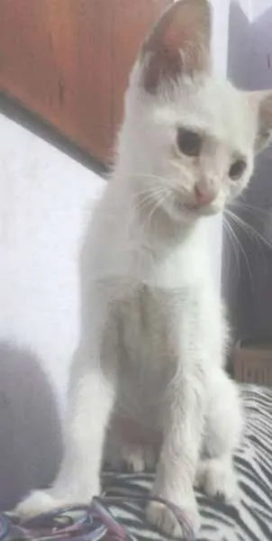 Gato ra a Siamês idade Abaixo de 2 meses nome Sem nome