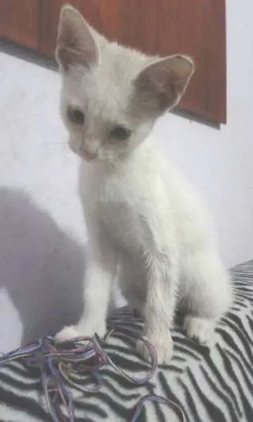 Gato ra a Siamês idade Abaixo de 2 meses nome Sem nome
