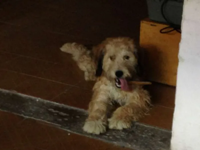 Cachorro ra a Sem Definição idade 1 ano nome Não sabe