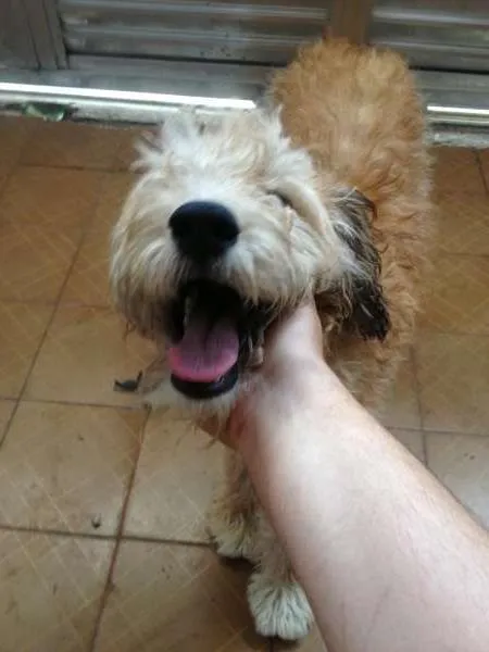 Cachorro ra a Sem Definição idade 1 ano nome Não sabe