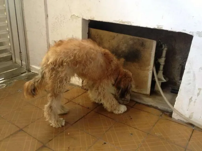 Cachorro ra a Sem Definição idade 1 ano nome Não sabe