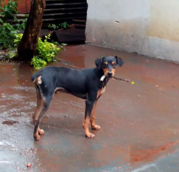 Cachorro ra a vira lata idade 7 a 11 meses nome totó