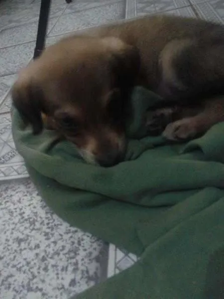 Cachorro raça vira lata idade Abaixo de 2 meses nome provisorio