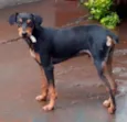totó