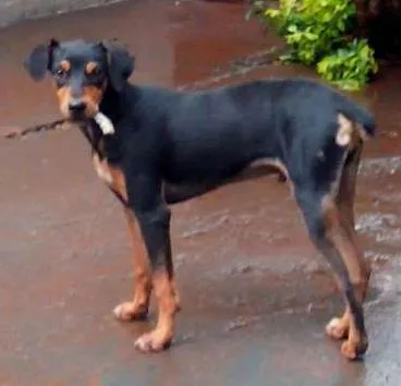 Cachorro ra a vira lata idade 7 a 11 meses nome totó