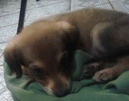 Cachorro raça vira lata idade Abaixo de 2 meses nome provisorio