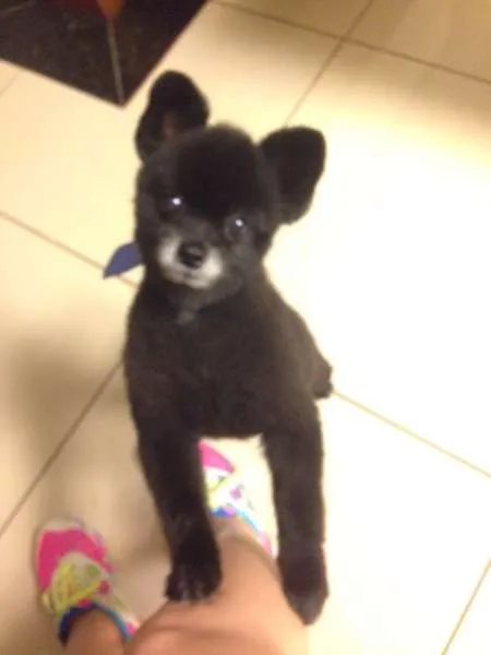 Cachorro ra a Lulu da Pomerânia idade 4 anos nome Colin GRATIFICA