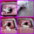 Gatos