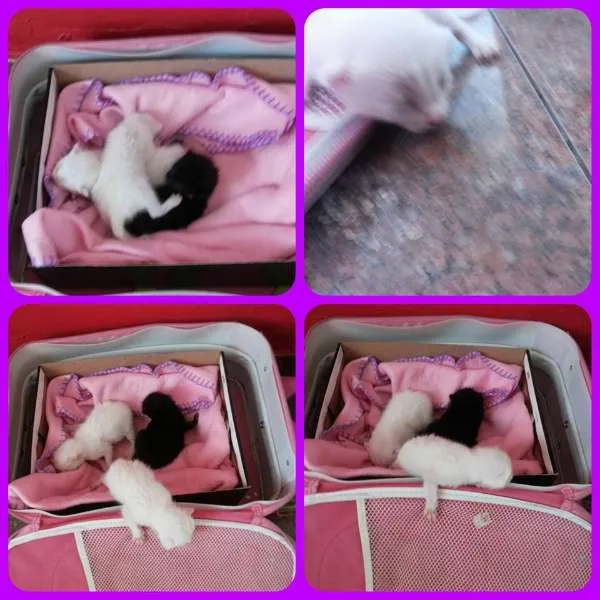 Gato raça srd idade Abaixo de 2 meses nome Gatos