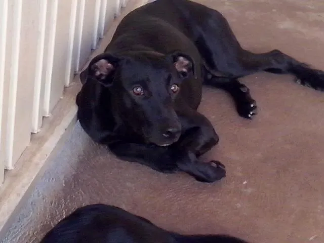 Cachorro ra a raça sem definição idade 1 ano nome Ringo
