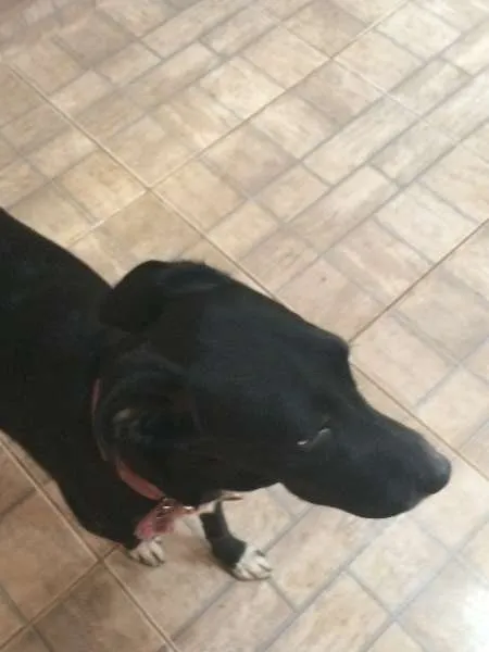 Cachorro ra a não definida idade 7 a 11 meses nome Lola