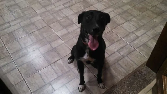 Cachorro ra a não definida idade 7 a 11 meses nome Lola