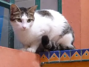 Gato raça SRD idade 1 ano nome JONAS