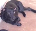 Ringo