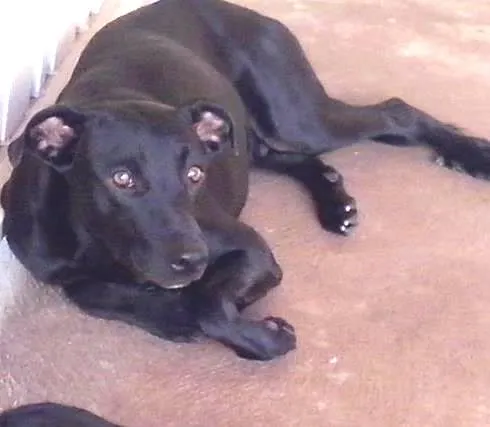 Cachorro ra a raça sem definição idade 1 ano nome Ringo