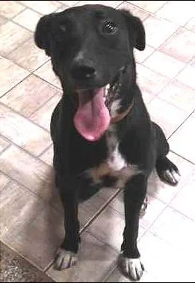 Cachorro ra a não definida idade 7 a 11 meses nome Lola