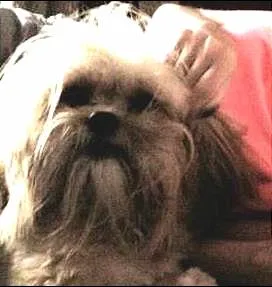 Cachorro ra a Lhasa Apso idade 7 a 11 meses nome Lilica GRATIFICA