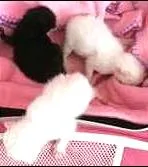 Gato raça srd idade Abaixo de 2 meses nome Gatos