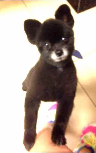 Cachorro ra a Lulu da Pomerânia idade 4 anos nome Colin GRATIFICA