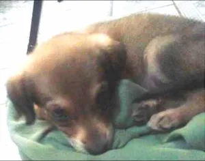 Cachorro raça vira lata idade Abaixo de 2 meses nome provisorio
