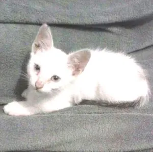 Gato raça Siamês idade Abaixo de 2 meses nome Sem nome
