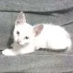 Gato raça Siamês idade Abaixo de 2 meses nome Sem nome