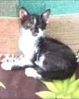 gatinhos
