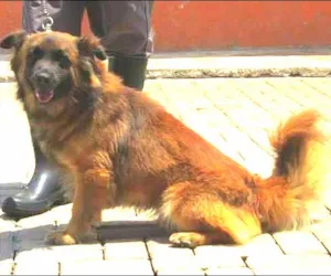 Cachorro raça SRD idade 3 anos nome CAMURÇA