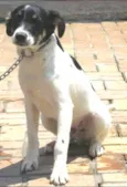ARES