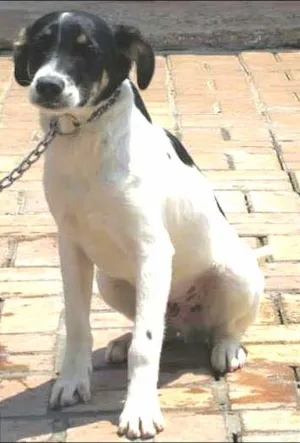 Cachorro raça SRD idade 7 a 11 meses nome ARES