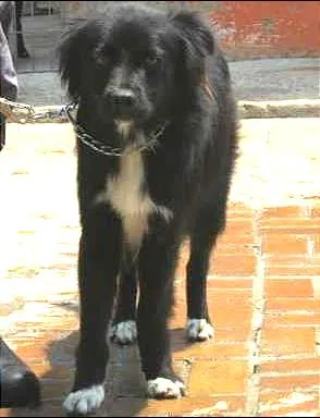 Cachorro raça SRD idade 2 anos nome FOX