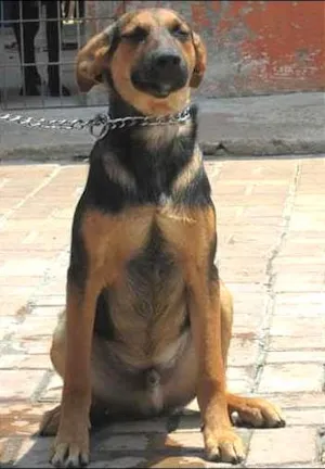 Cachorro raça SRD idade 7 a 11 meses nome CROMOS