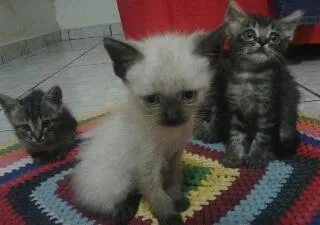 Gato ra a Comum idade Abaixo de 2 meses nome Não tem nome