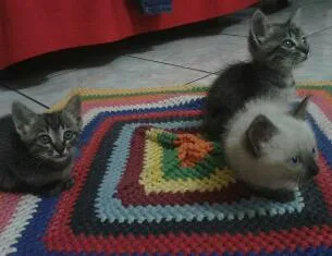Gato ra a Comum idade Abaixo de 2 meses nome Não tem nome