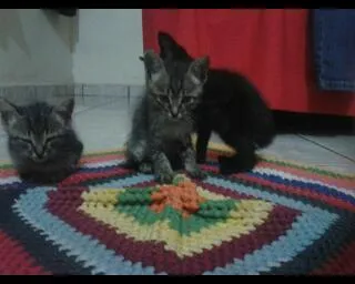 Gato ra a Comum idade Abaixo de 2 meses nome Não tem nome